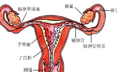 三個(gè)孩子的政策來(lái)了!男女生孩子的合適年齡?你多久生一次孩子?
